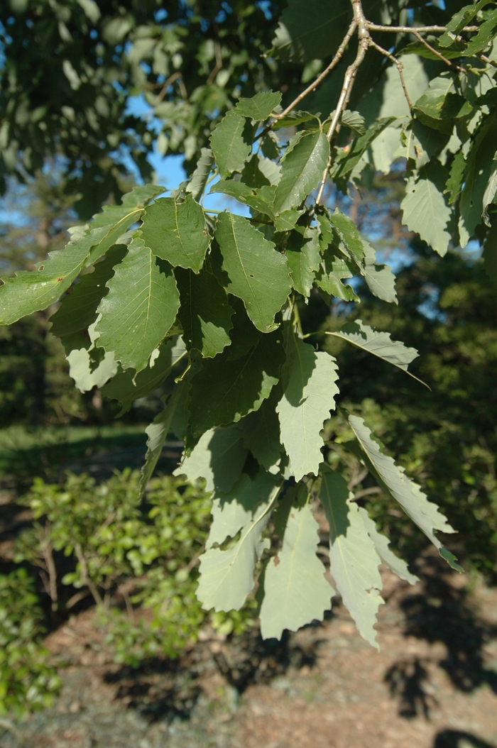 Chinkapin Oak - Quercus muehlenbergii from Faller Landscape