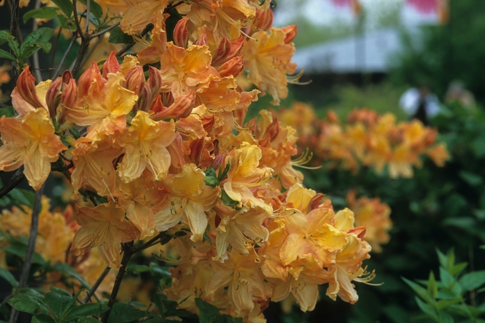 Lemon Lights Azalea - Rhododendron 'Lemon Lights' from Faller Landscape