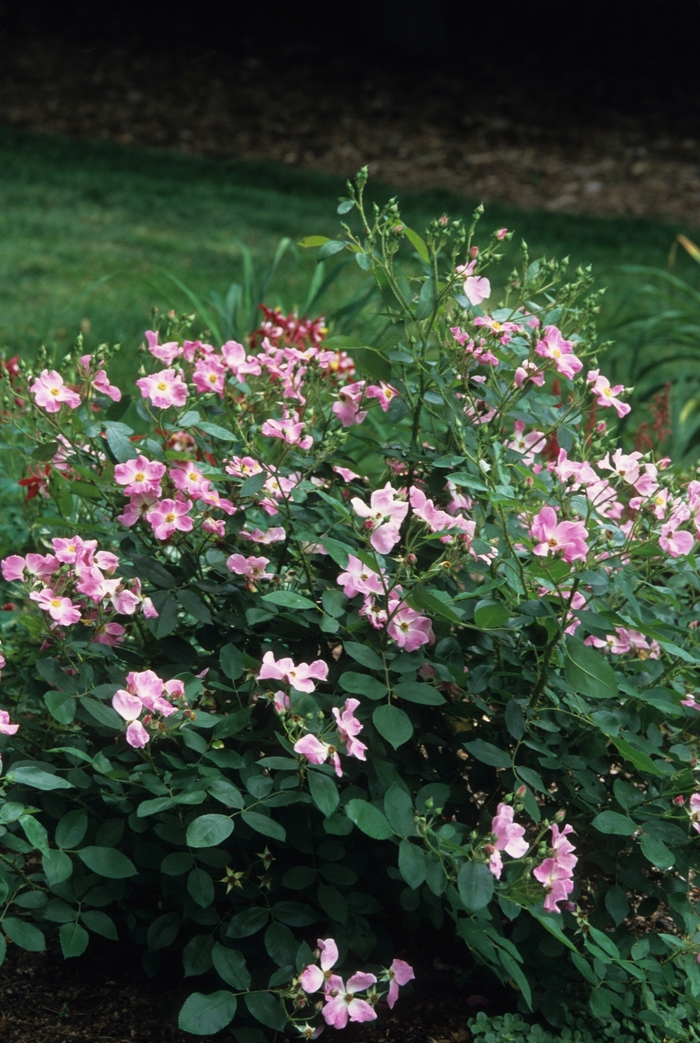 Nearly Wild Rose - Rosa 'Nearly Wild' from Faller Landscape
