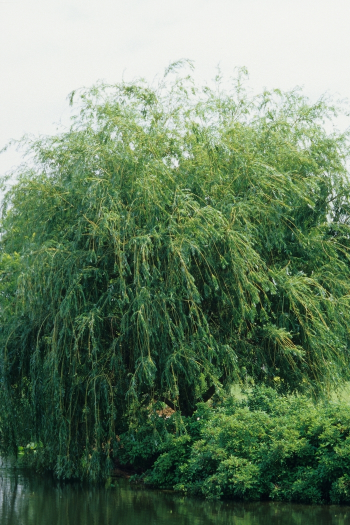 Golden Weeping Willow - Salix alba 'Tristis' from Faller Landscape