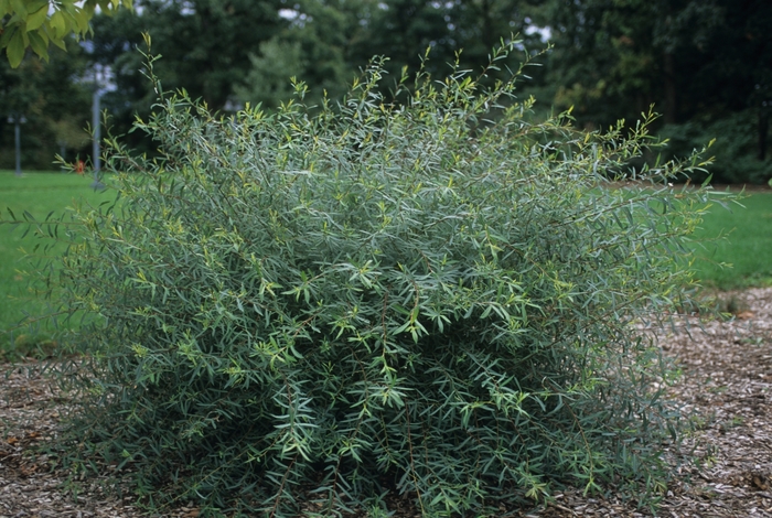 Dwarf Blue Arctic Willow - Salix purpurea 'Gracillis' from Faller Landscape