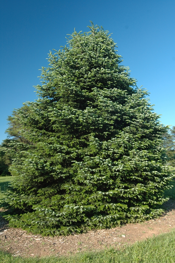 Nordmann Fir - Abies nordmanniana from Faller Landscape