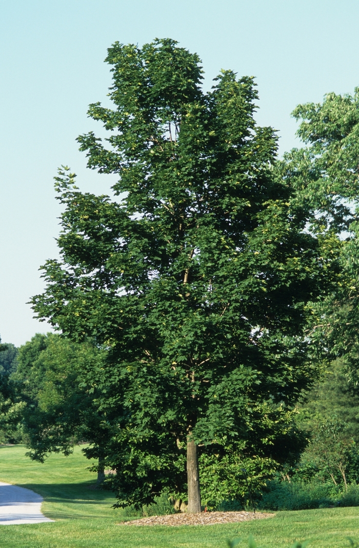 Emerald Queen Maple - Acer platanoides 'Emerald Queen' from Faller Landscape