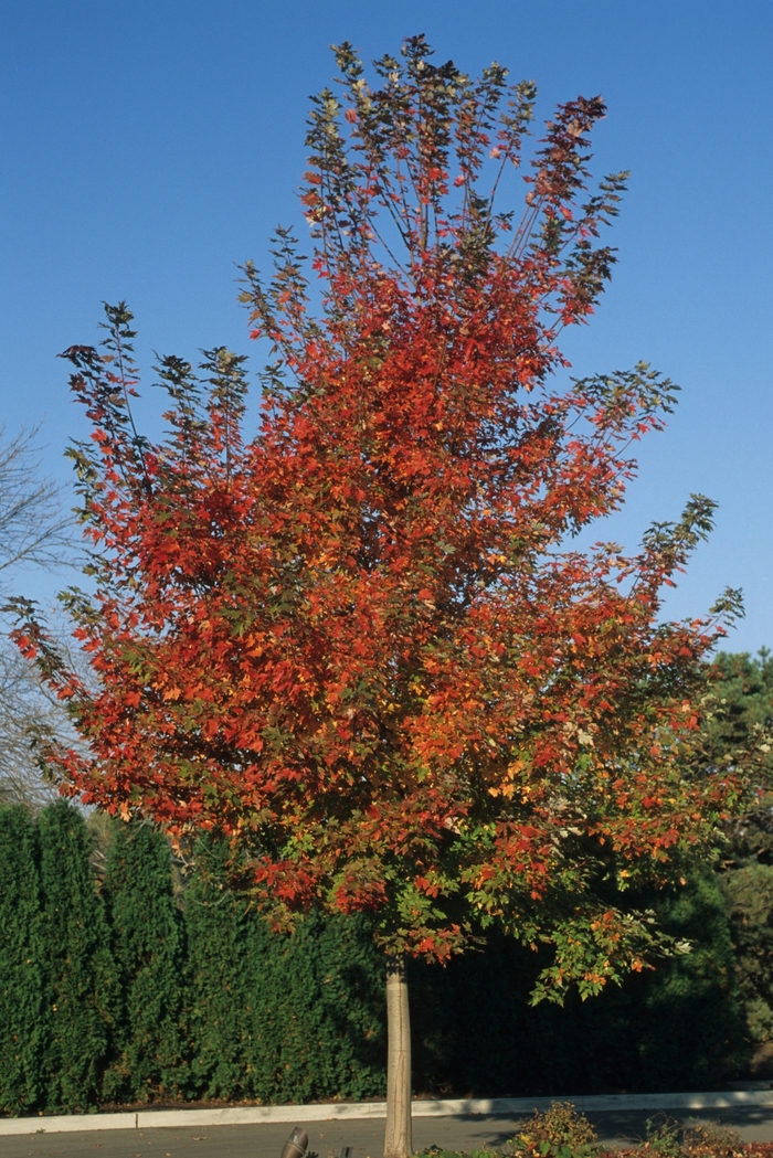 Autumn Blaze® Maple - Acer x freemanii 'Jeffersred' from Faller Landscape