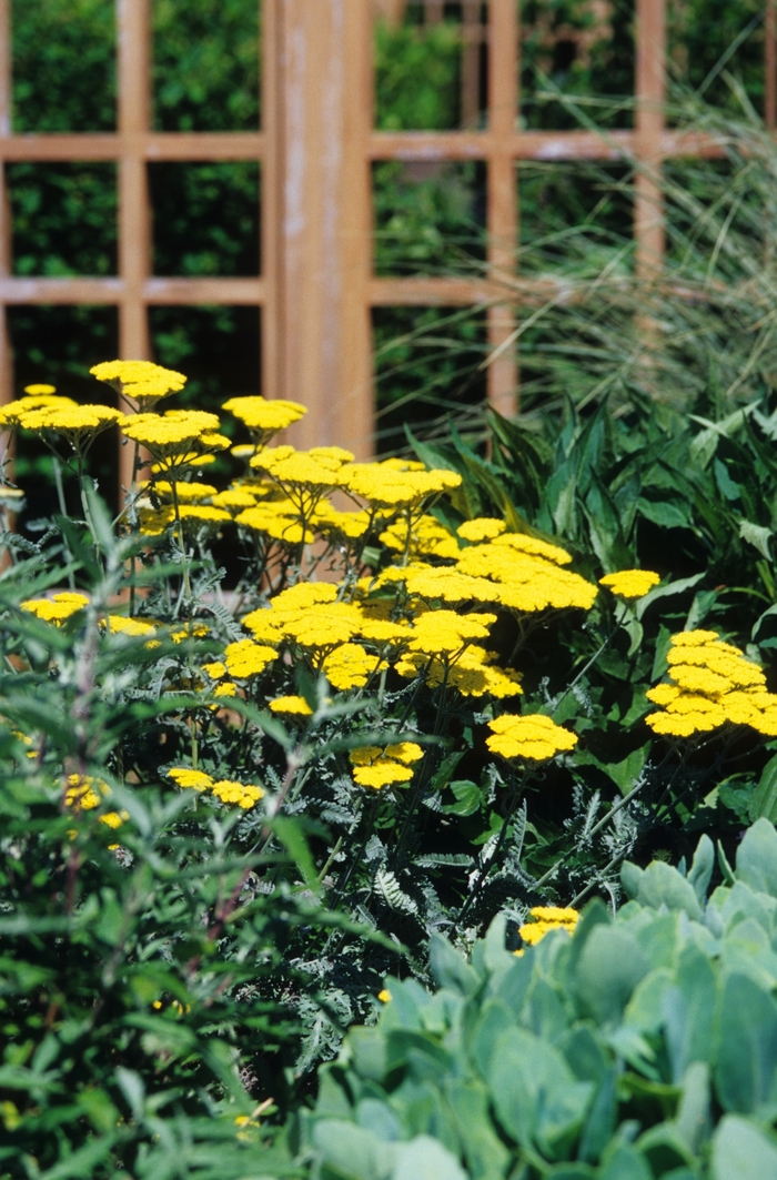 Moonshine Yarrow - Achillea 'Moonshine' from Faller Landscape