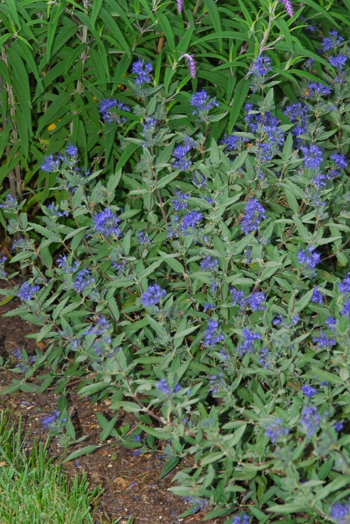 Dark Knight Bluebeard - Caryopteris x clandonensis 'Dark Knight' from Faller Landscape