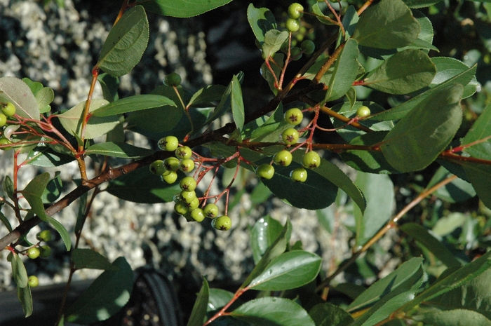 Autumn Magic Black Chokeberry - Aronia melanocarpa from Faller Landscape