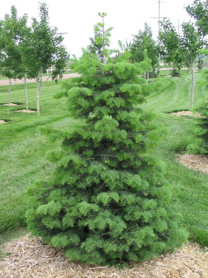 Concolor Fir - Abies concolor from Faller Landscape