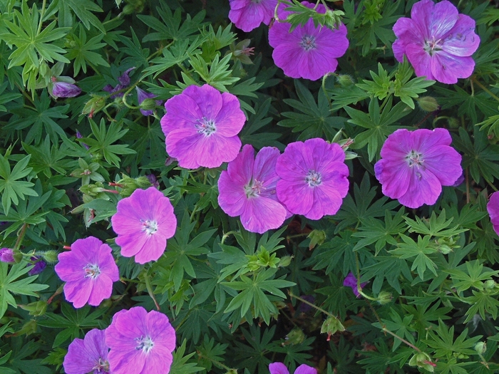 New Hampshire Purple Cranesbill - Geranium sanguineum 'New Hampshire Purple' from Faller Landscape