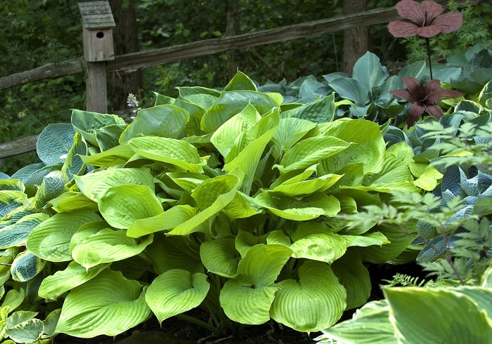 Sum and Substance Hosta - Hosta 'Sum and Substance' from Faller Landscape