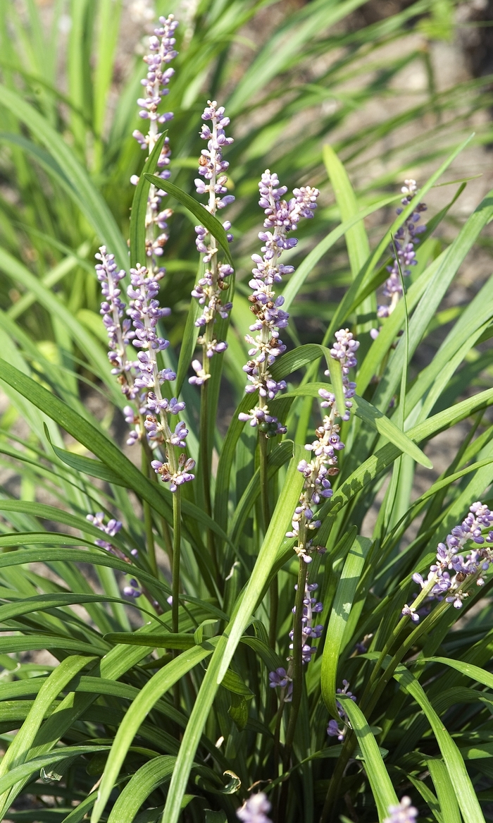 Big Blue Liriope - Liriope muscari 'Big Blue' from Faller Landscape