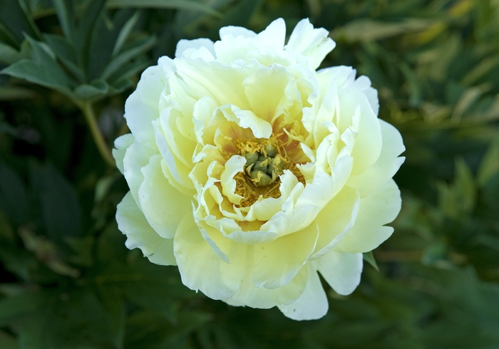 Bartzella Itoh Peony - Paeonia x 'Bartzella' from Faller Landscape