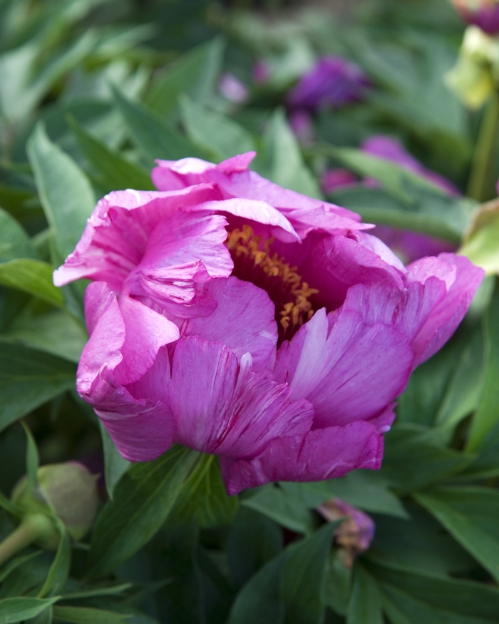 Morning Lilac Itoh Peony - Paeonia x 'Morning Lilac' from Faller Landscape