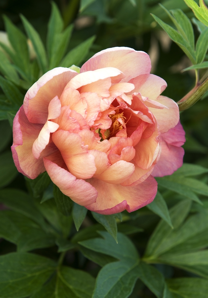 Julia Rose Itoh Peony - Paeonia x 'Julia Rose' from Faller Landscape