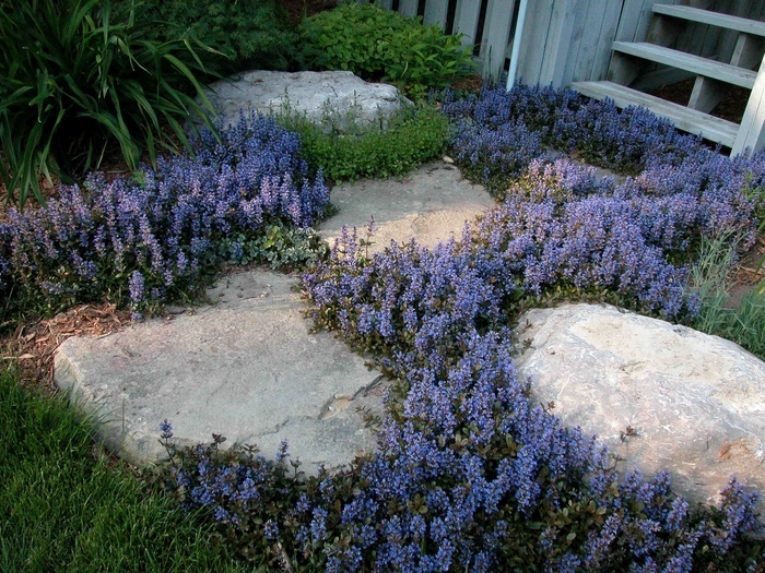 Chocolate Chip Ajuga - Ajuga Reptans 'Chocolate Chip' from Faller Landscape