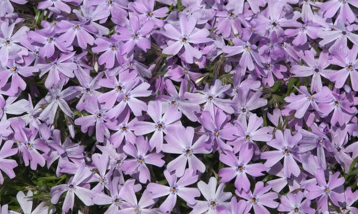 Emerald Blue Creeping Phlox - Phlox subulata 'Emerald Blue' from Faller Landscape