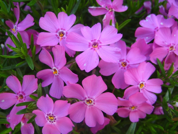 Pink Creeping Phlox - Phlox subulata 'Emerald Pink' from Faller Landscape