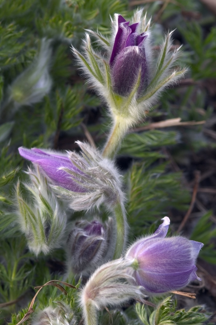 Pasque Flower - Pulsatilla vulgaris from Faller Landscape