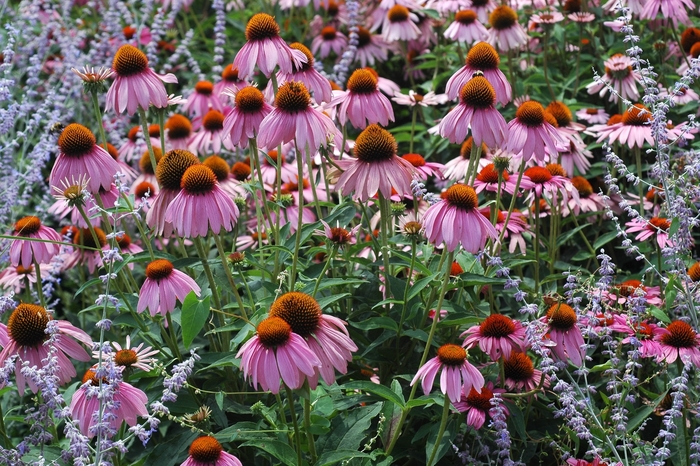 Ruby Star Coneflower - Echinacea purpurea 'Ruby Star' from Faller Landscape