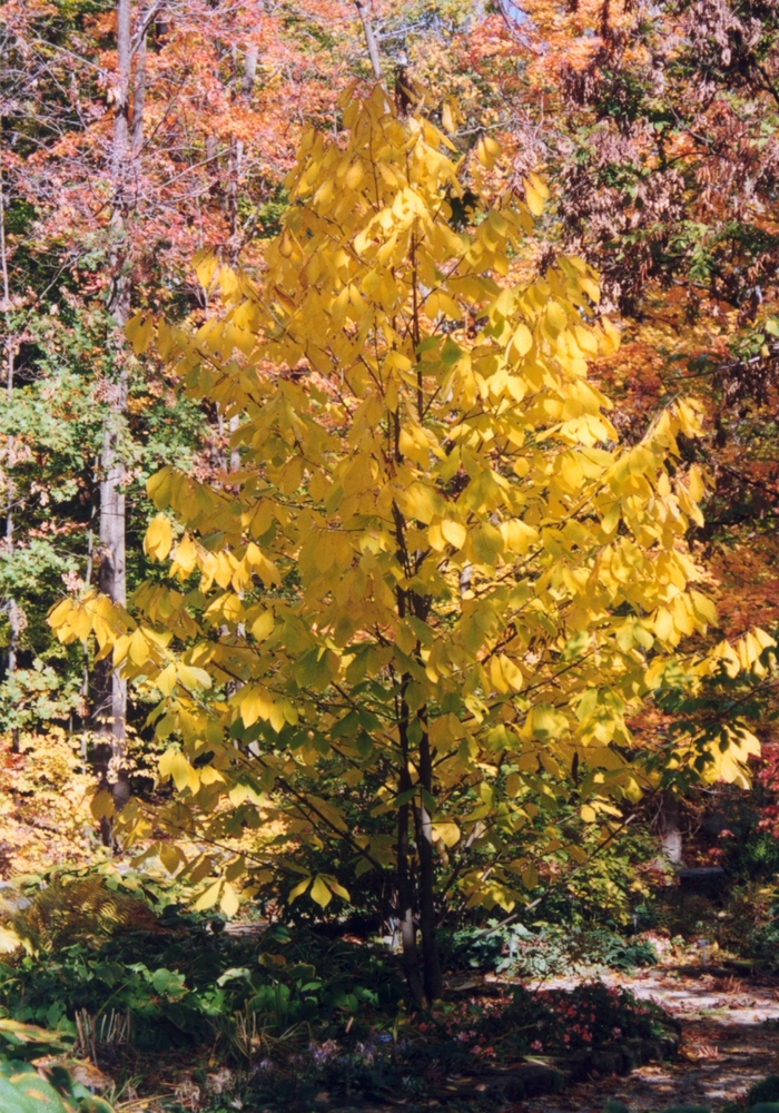 Paw Paw Tree - Asimina triloba from Faller Landscape
