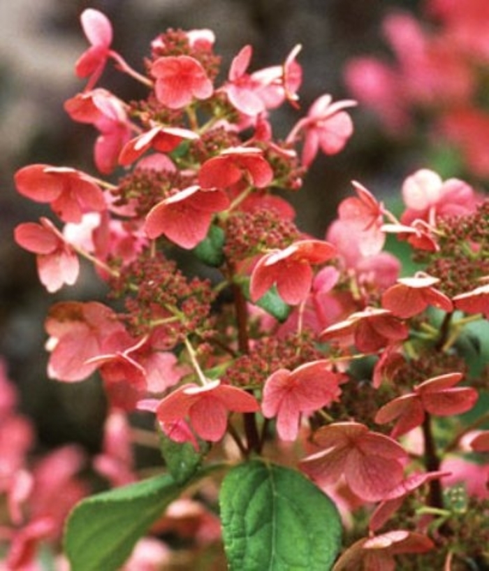 Quick Fire® Hydrangea - Hydrangea paniculata 'Bulk' from Faller Landscape