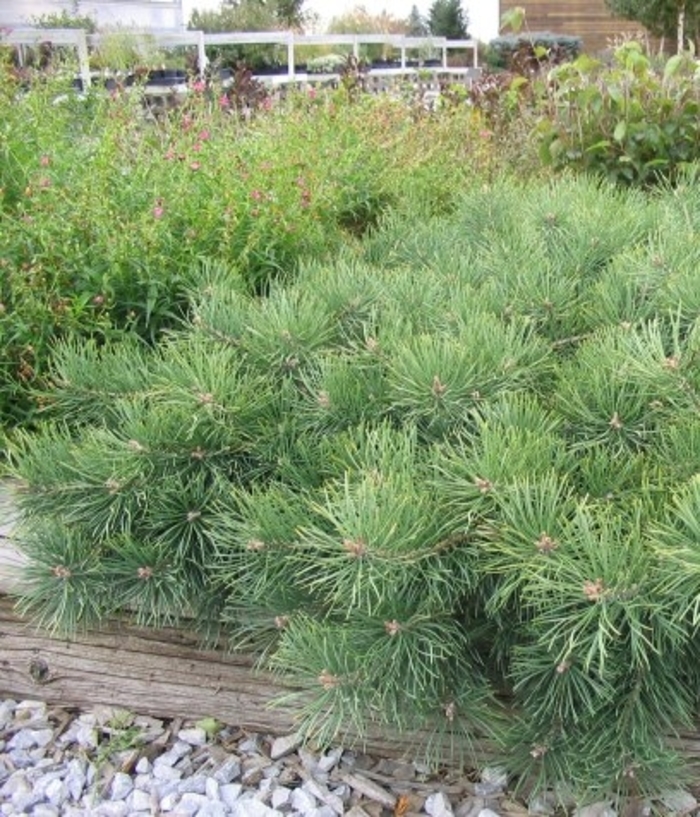 Creeping Scotch Pine - Pinus sylvestris 'Hillside Creeper' from Faller Landscape
