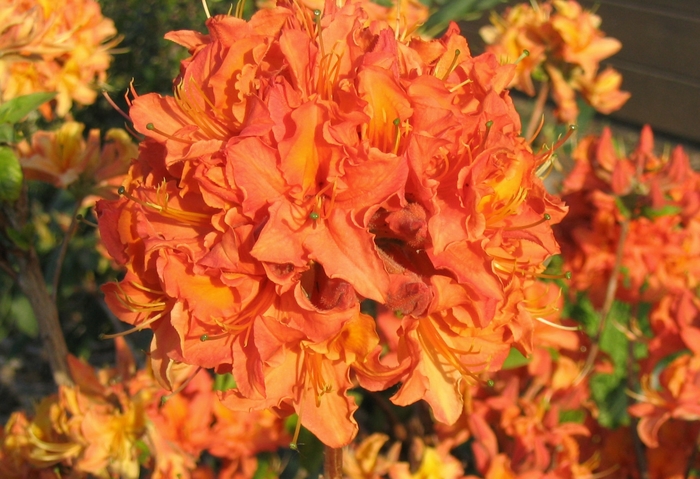 Mandarin Lights Azalea - Rhododendron 'Mandarin Lights' from Faller Landscape