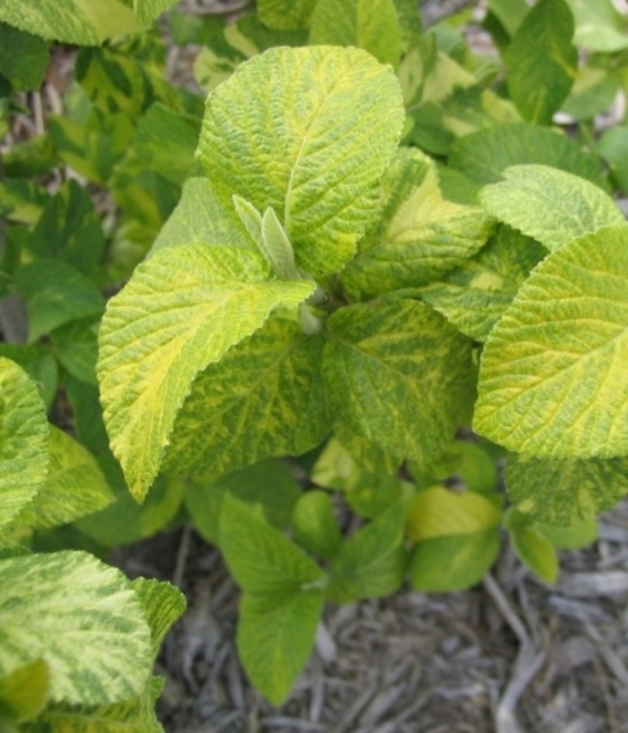 Variegated Mohican Viburnum - Viburnum lantana 'Variegata' from Faller Landscape