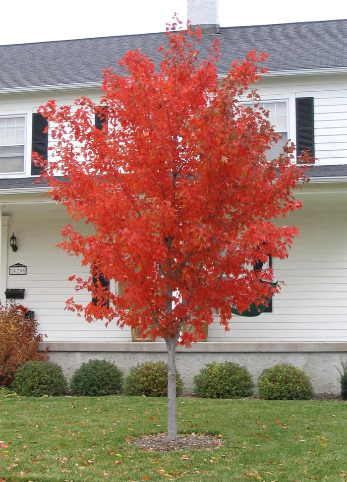 Red Sunset® Red Maple - Acer rubrum 'Franksred' from Faller Landscape