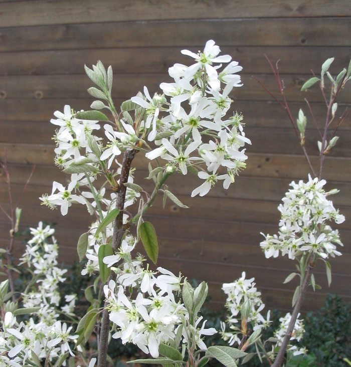 Princess Diana Serviceberry - Amelanchier x grandiflora 'Princess Diana' from Faller Landscape