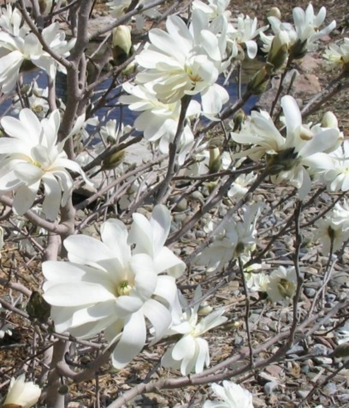 Royal Star Magnolia - Magnolia stellata 'Royal Star' from Faller Landscape