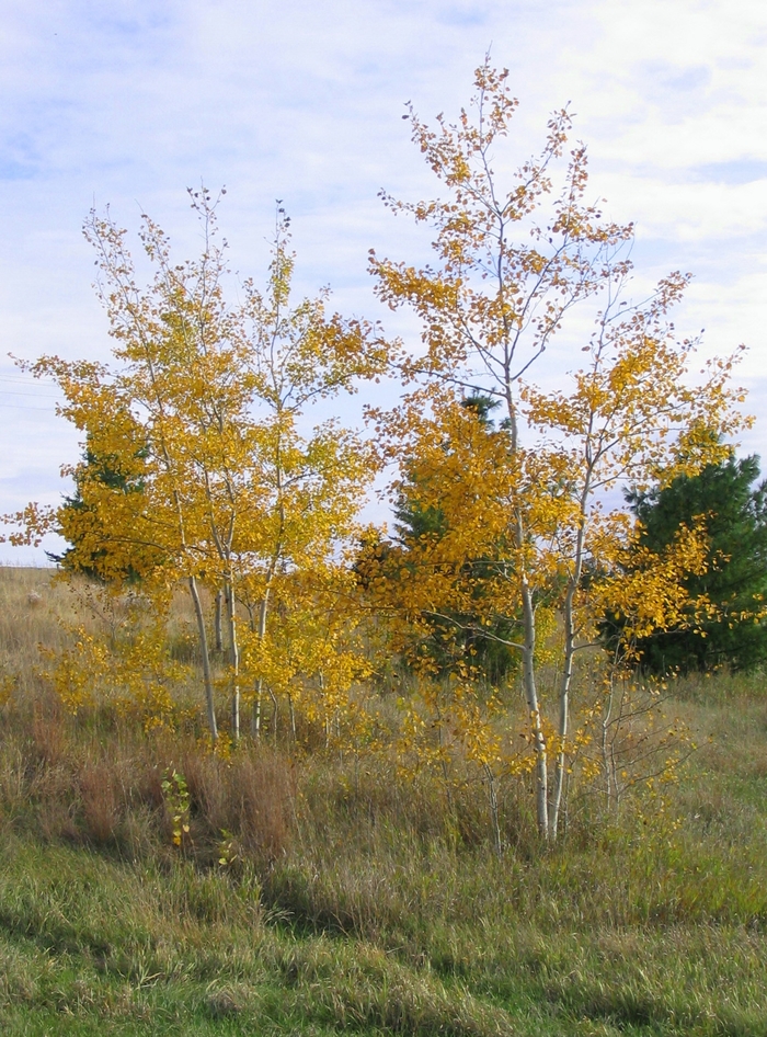 Prairie Gold® Aspen - Populus tremuloides 'NE Arb' from Faller Landscape