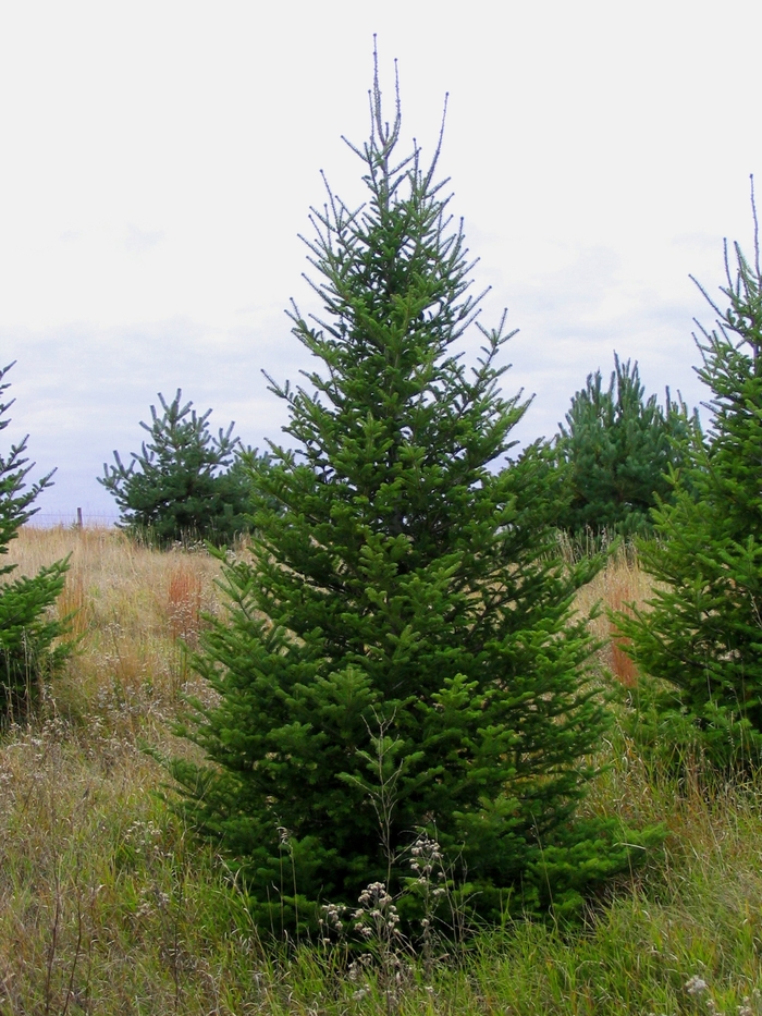 Canaan Fir - Abies balsamea phanerolepis from Faller Landscape