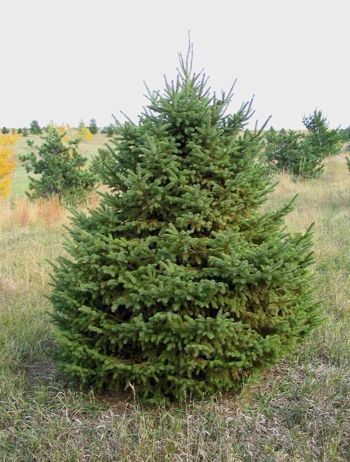 Black Hills Spruce - Picea glauca 'Densata' from Faller Landscape