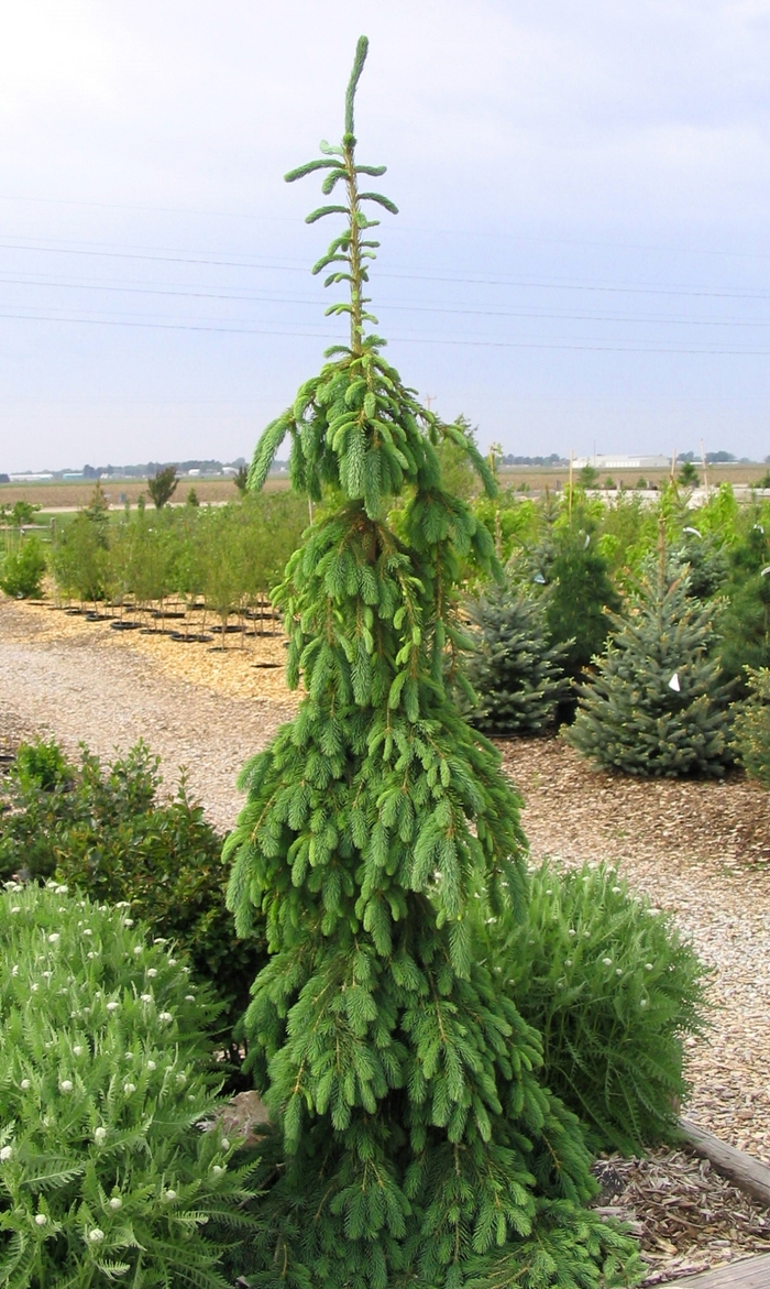 Weeping White Spruce - Picea glauca 'Pendula' from Faller Landscape