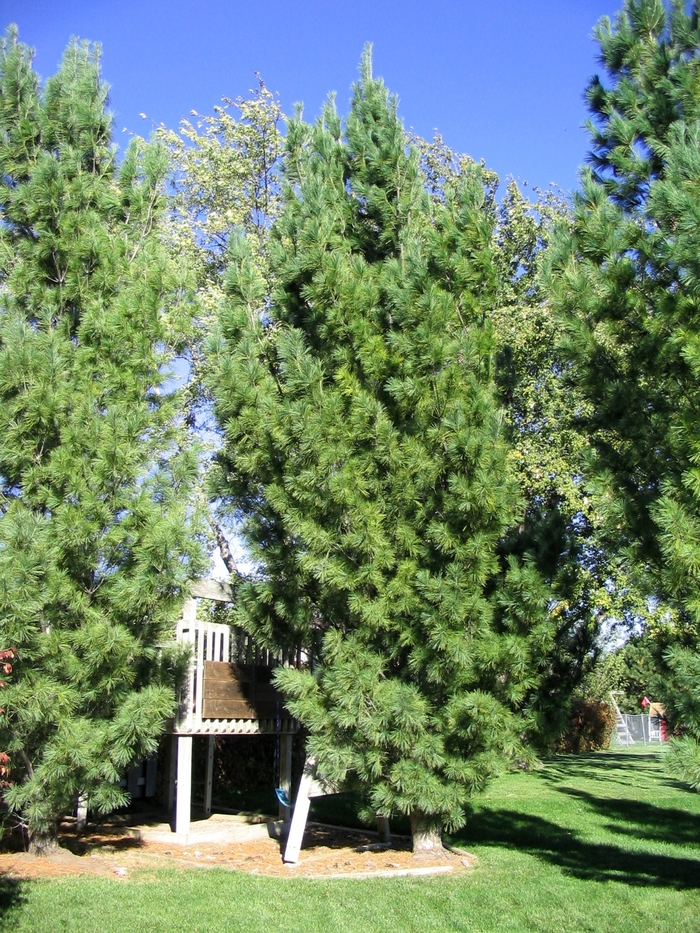 Columnar White Pine - Pinus strobus 'Fastigiata' from Faller Landscape