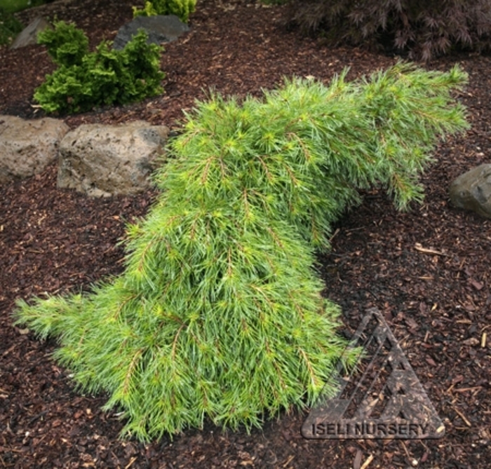 Weeping White Pine - Pinus strobus 'Niagara Falls' from Faller Landscape