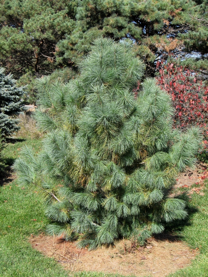 Domingo Pine - Pinus strobus x ayacahuite 'Domingo' from Faller Landscape