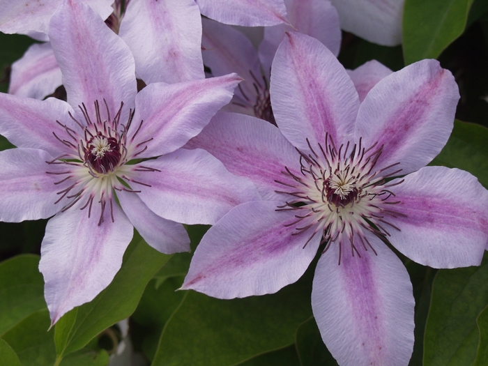 Nelly Moser Clematis - Clematis 'Nelly Moser' from Faller Landscape