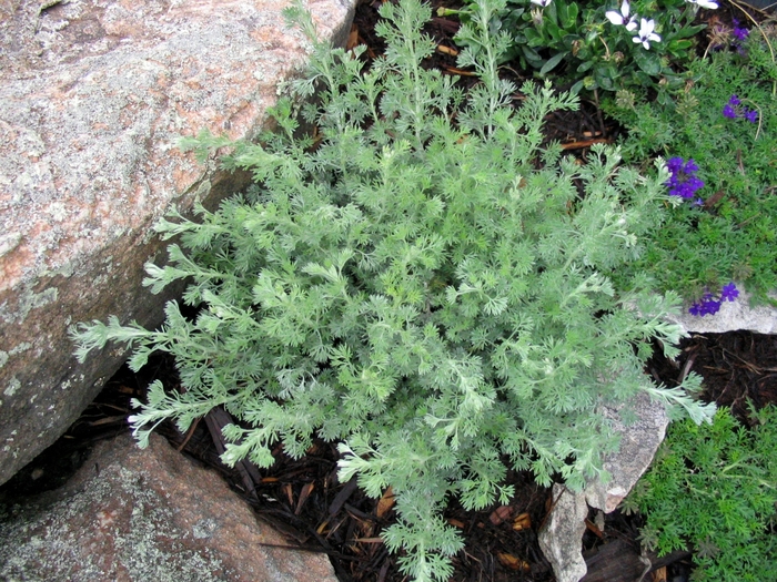 Fringed Sage - Artemisia frigida from Faller Landscape