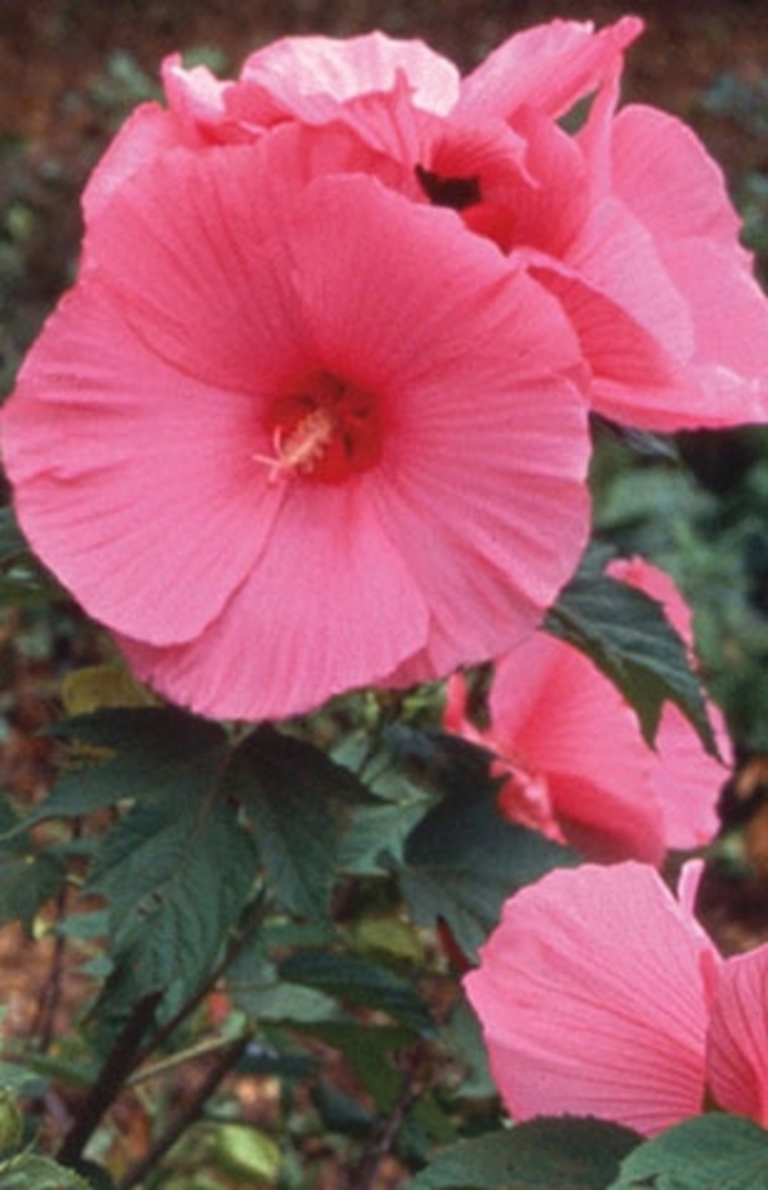 Pink Clouds Hibiscus - Hibiscus moscheutos 'Pink Clouds' from Faller Landscape
