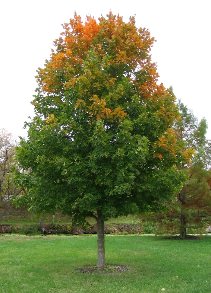 Commemoration Sugar® Maple - Acer saccharum 'Commemoration' from Faller Landscape