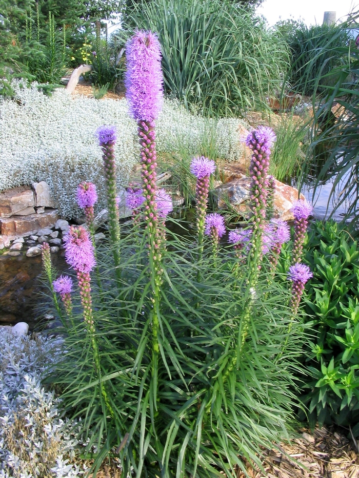 Kobold Gayfeather - Liatris spicata 'Kobold' from Faller Landscape