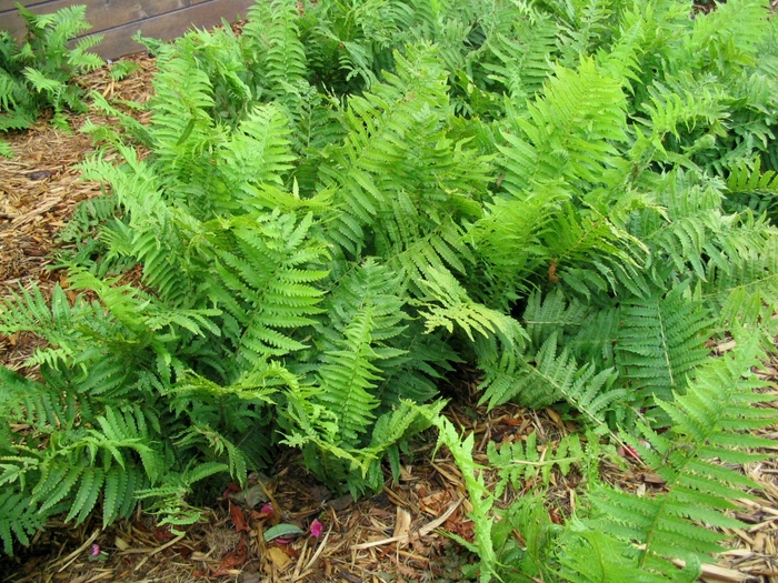 Ostrich Fern - Matteuccia struthiopteris from Faller Landscape