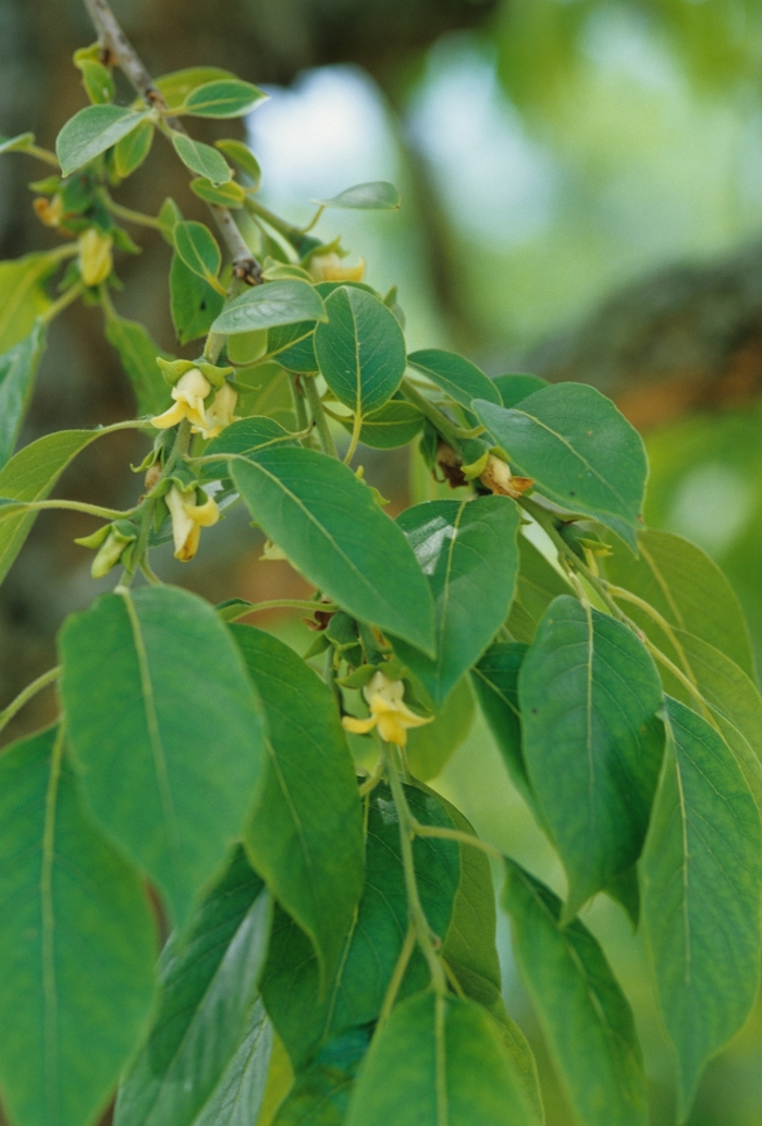 Persimmon - Diospyros virginiana from Faller Landscape