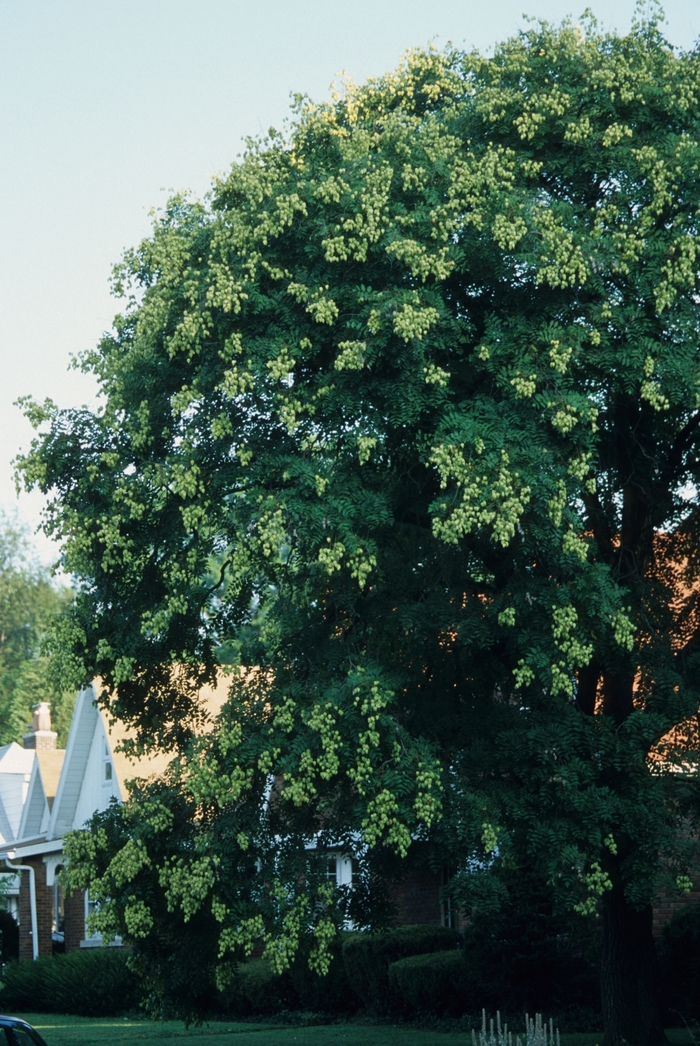 Golden Rain Tree - Koelreuteria paniculata from Faller Landscape