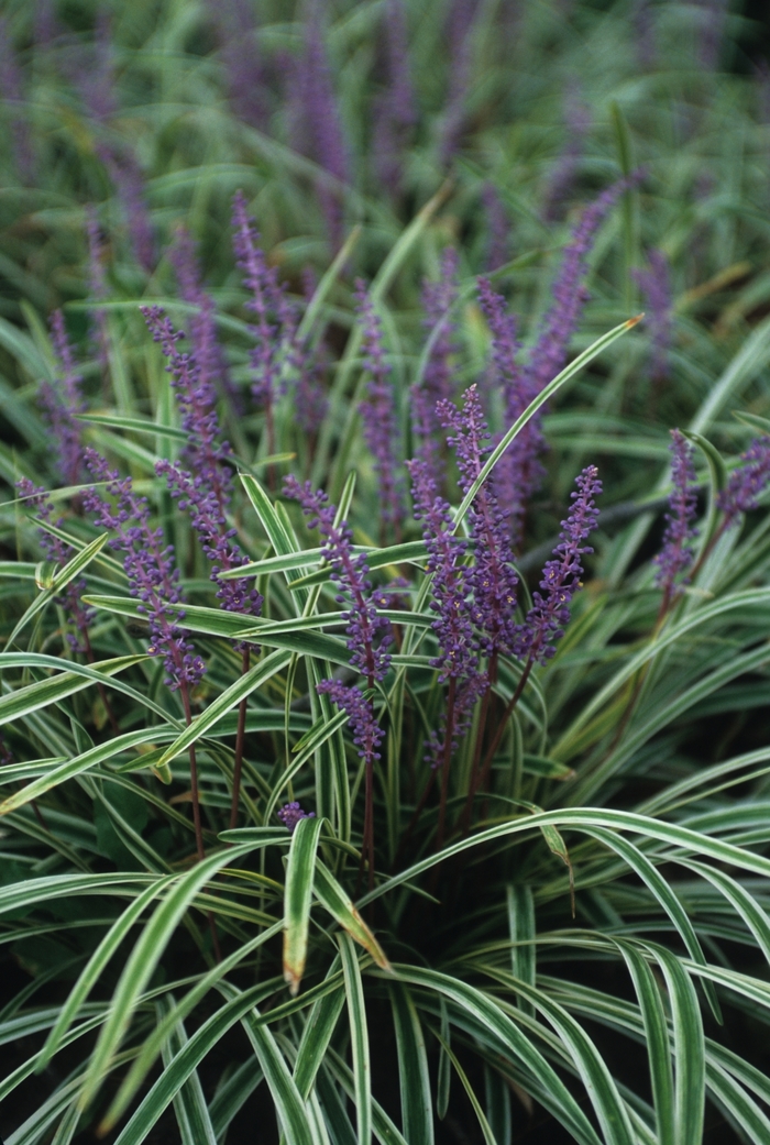 Variegated Liriope - Liriope muscari ''Variegata'' from Faller Landscape
