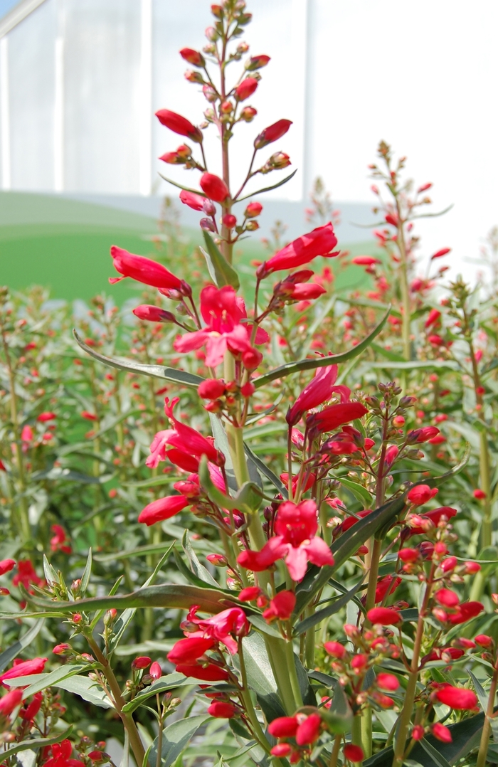 Red Riding Hood Beardtongue - Penstemon 'Red Riding Hood' from Faller Landscape