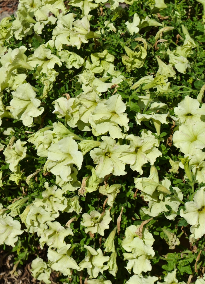 Pistachio Cream Ray Series Faller Landscape