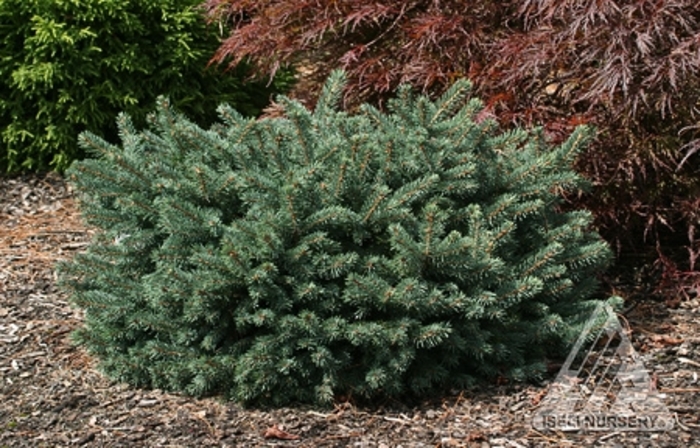 Waldbrunn Spruce - Picea pungens 'Waldbrunn' from Faller Landscape